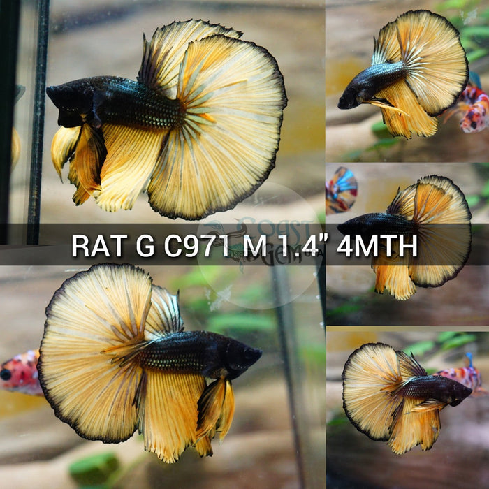 (RAT-C971) Yellow Copper Mustard Halfmoon Male Betta