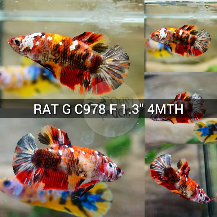(RAT-C978) Nemo Copper Galaxy Plakat Female Betta