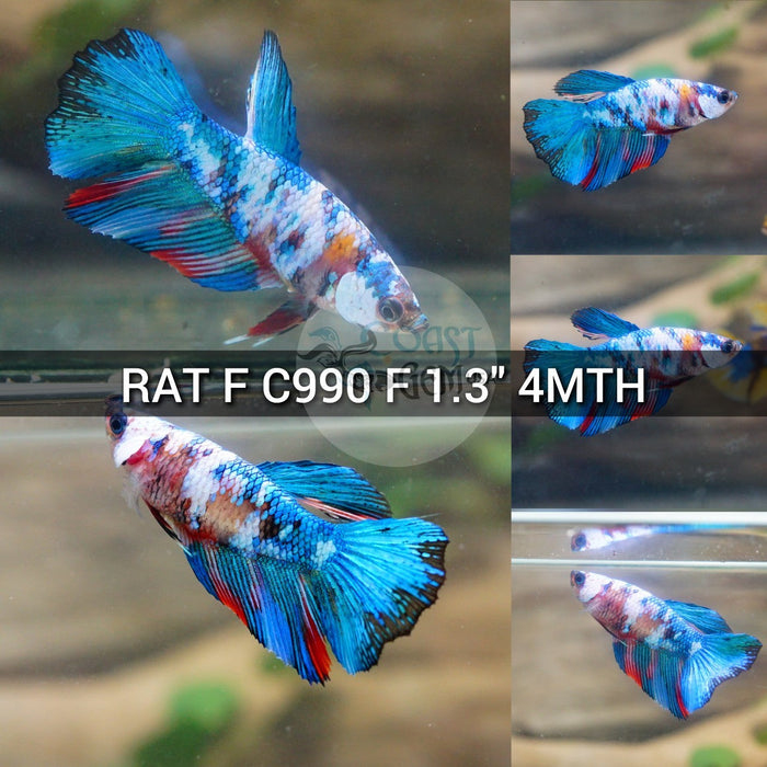 (RAT-C990) Blue Galaxy Halfmoon Female Betta