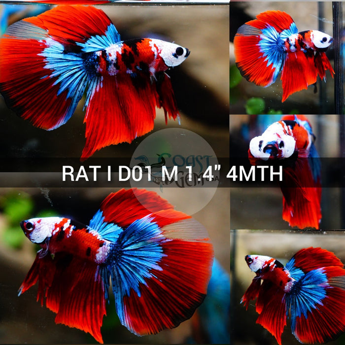 (RAT-D01) Mask Red Galaxy Halfmoon Male Betta
