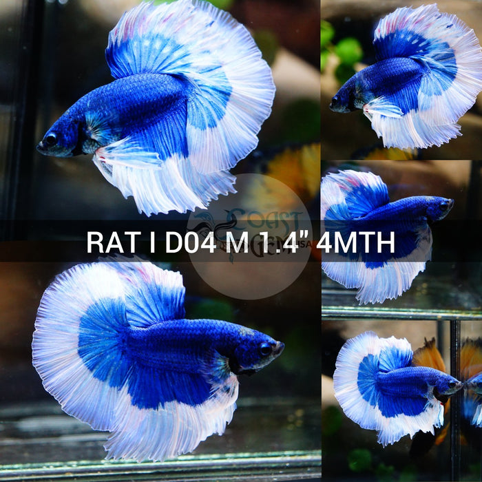 (RAT-D04) Blue Butterfly Halfmoon Male Betta