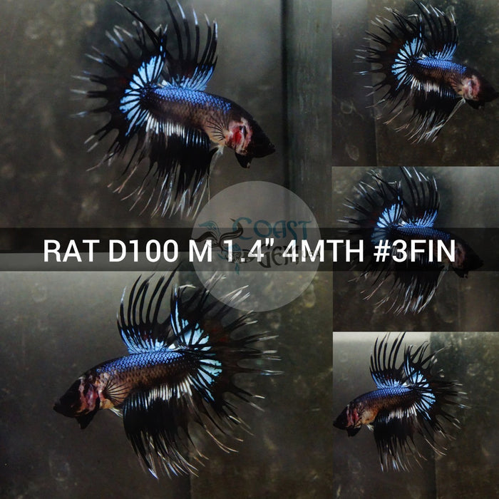 (RAT-D100) Black Blue Crown tail Male Betta