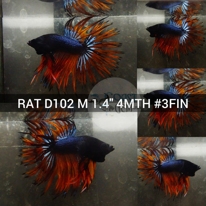 (RAT-D102) Black Copper Orange Crown tail Male Betta