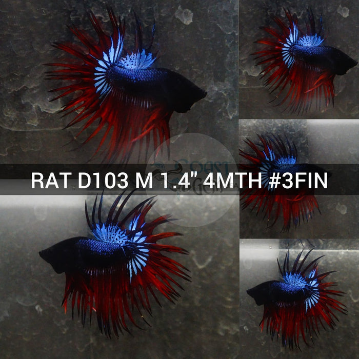 (RAT-D103) Black Red Copper Crown tail Male Betta