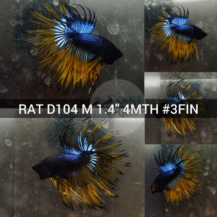 (RAT-D104) Black Yellow Copper Crown tail Male Betta