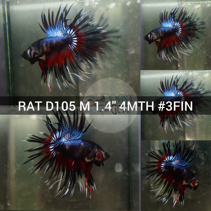 (RAT-D105) Black Red Copper Crown tail Male Betta