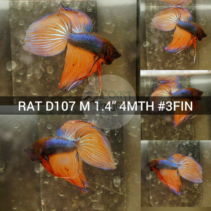 (RAT-D107) Orange Armageddon Fancy Veil Tail Male Betta