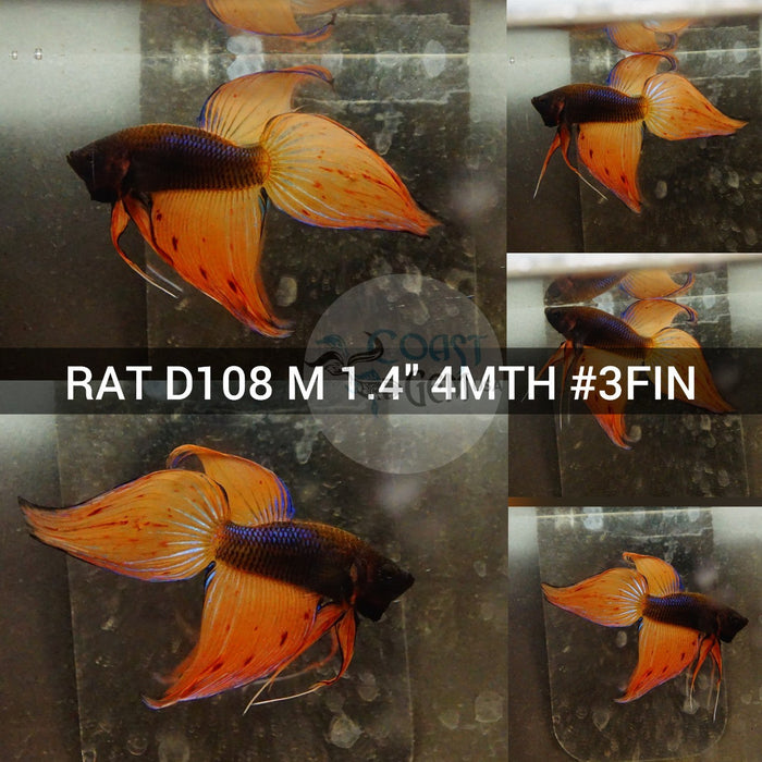 (RAT-D108) Orange Armageddon Fancy Veil Tail Male Betta