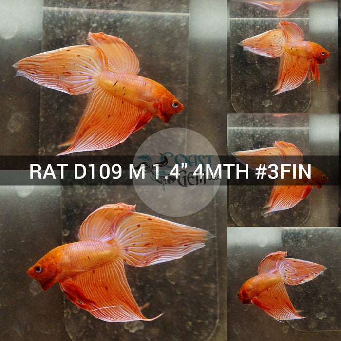 (RAT-D109) Orange Armageddon Fancy Veil Tail Male Betta