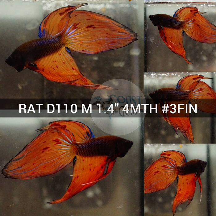 (RAT-D110) Orange Armageddon Fancy Veil Tail Male Betta