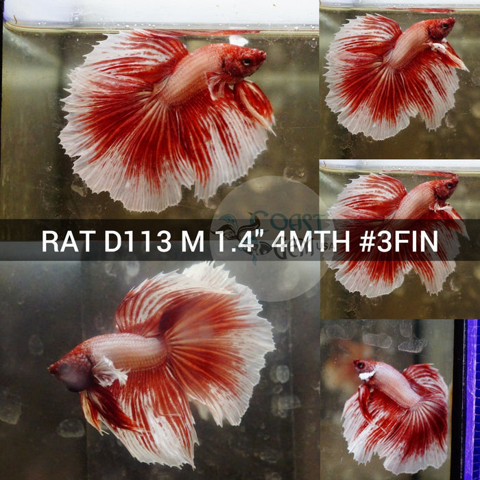 (RAT-D113) Copper Red Dumbo Halfmoon Male Betta