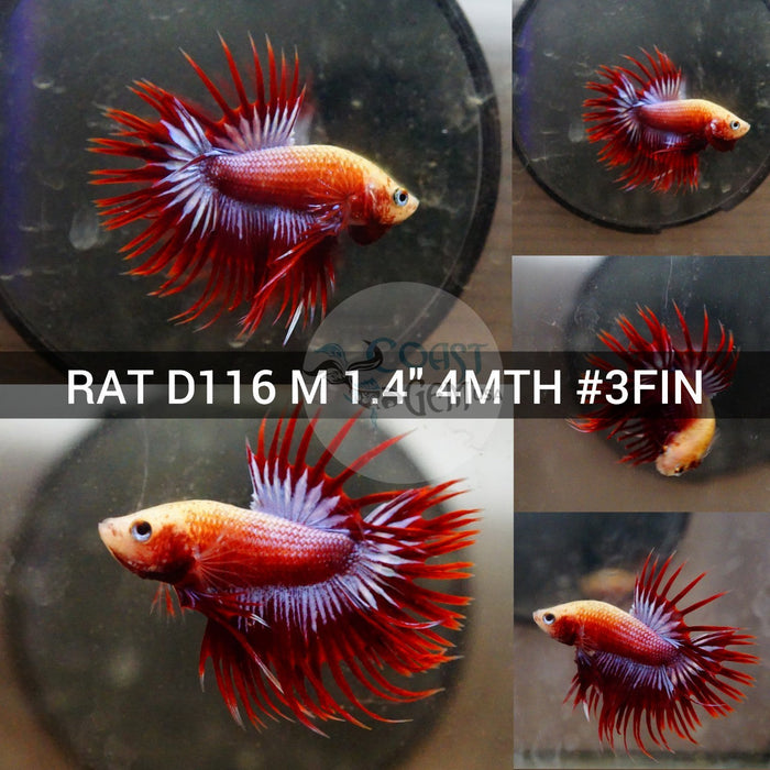 (RAT-D116) Red Grizzle Crown tail Male Betta