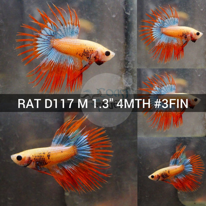 (RAT-D117) Orange Grizzle Crown tail Male Betta