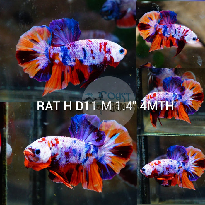 (RAT-D11) Nemo Galaxy Plakat Male Betta