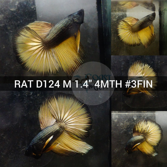 (RAT-D124) Yellow Copper Halfmoon Male Betta