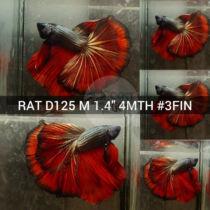 (RAT-D125) Red Copper Halfmoon Male Betta