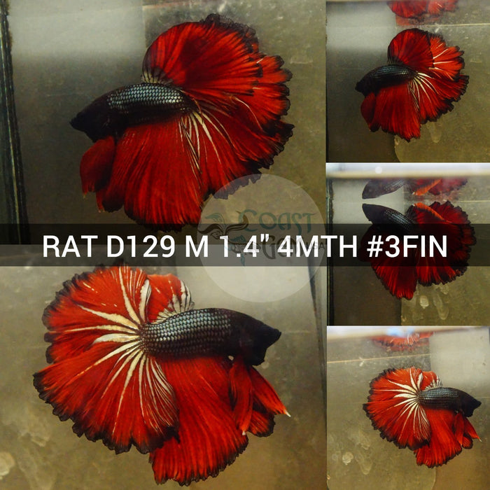 (RAT-D129) Red Copper Rose Tail Halfmoon Male Betta