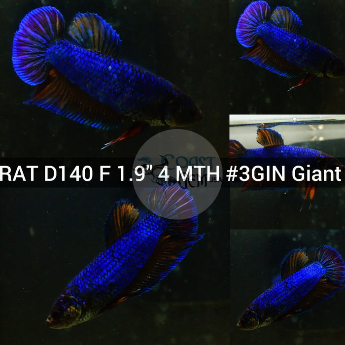 (RAT-D140) Turquoise Fancy Giant Female Betta
