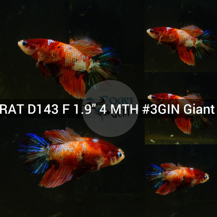 (RAT-D143) Nemo Galaxy Halfmoon Giant Female Betta
