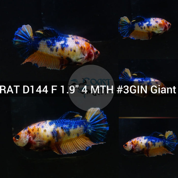 (RAT-D144) Nemo Galaxy Giant Female Betta