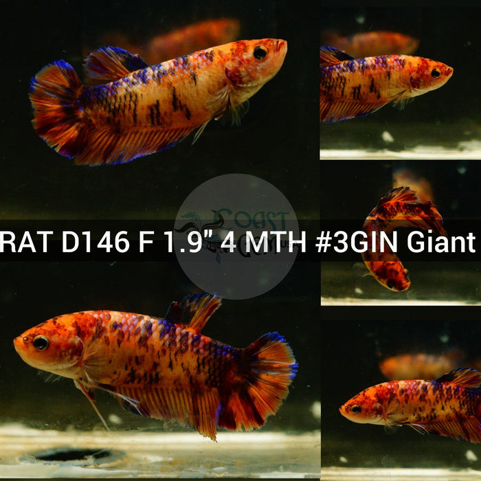 (RAT-D146) Nemo Galaxy Giant Female Betta