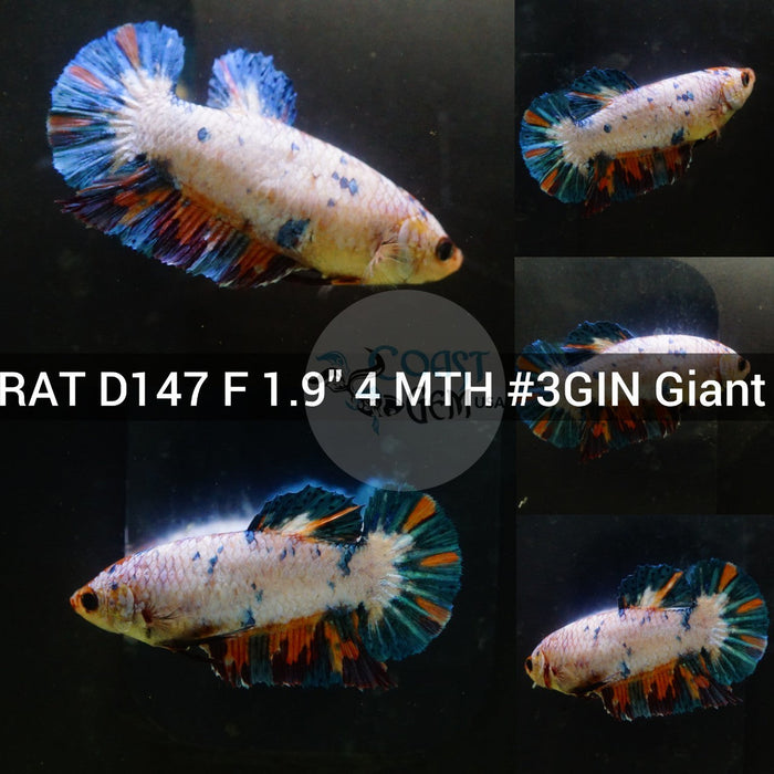 (RAT-D147) Nemo Galaxy Giant Female Betta