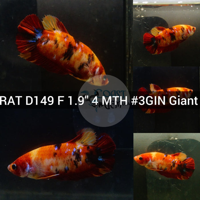 x(RAT-D149) Nemo Galaxy Giant Female Betta