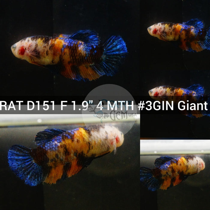 (RAT-D151) Nemo Galaxy Giant Female Betta