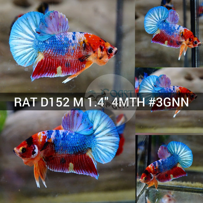 (RAT-D152) Nemo Galaxy Plakat Male Betta
