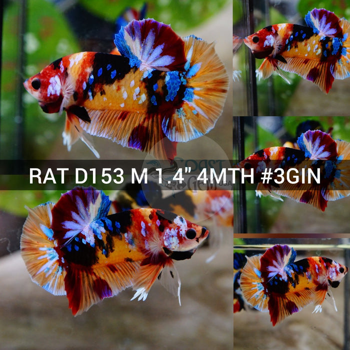 (RAT-D153) Nemo Multicolor Plakat Male Betta
