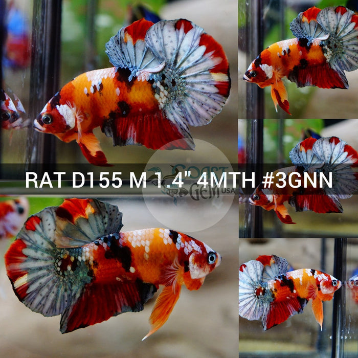 (RAT-D155) Nemo Copper Galaxy Plakat Male Betta
