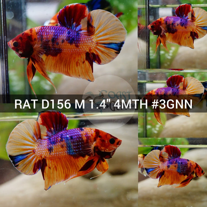 (RAT-D156) Nemo Galaxy Plakat Male Betta