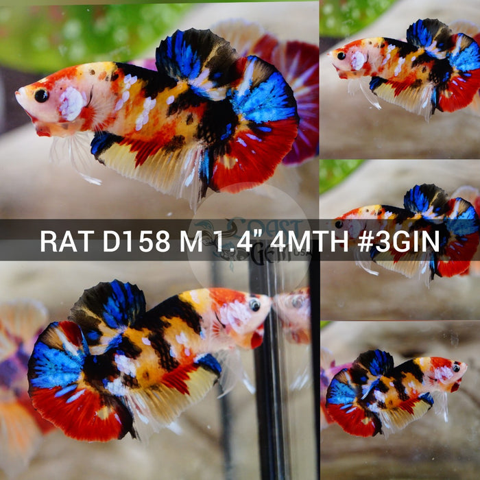 (RAT-D158) Nemo Yelllow Multicolor Plakat Male Betta