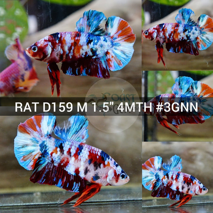 (RAT-D159) Galaxy Multicolor Plakat Male Betta