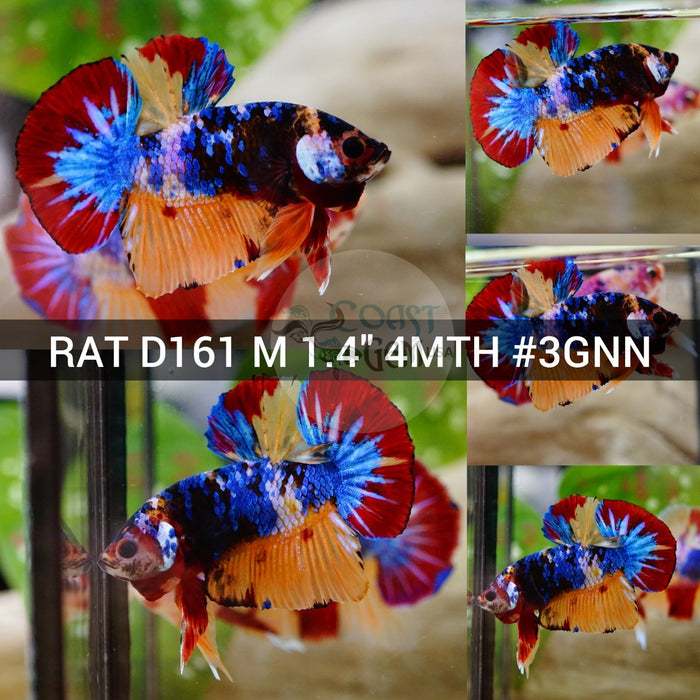 (RAT-D161) Nemo Dark Galaxy Plakat Male Betta