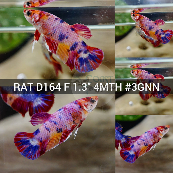 (RAT-D164)X Nemo Pink Candy Plakat Female Betta