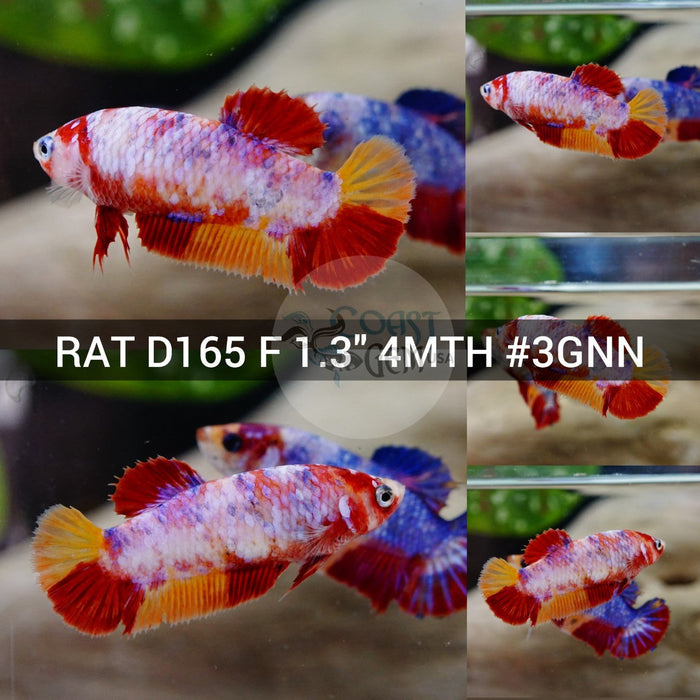 (RAT-D165) Nemo Pink Candy Plakat Female Betta