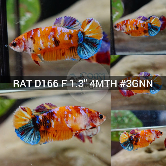 (RAT-D166) Nemo Galaxy Plakat Female Betta