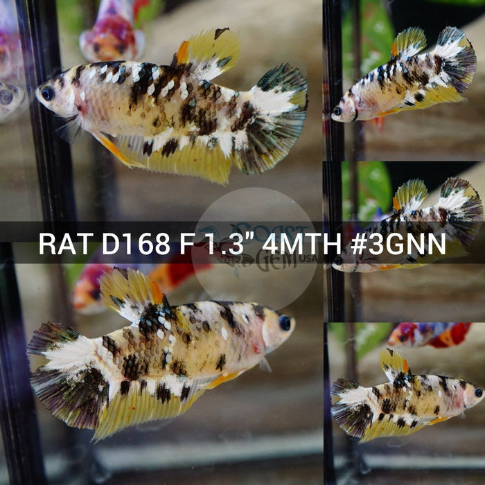 (RAT-D168) Yellow Galaxy Copper Plakat Female Betta