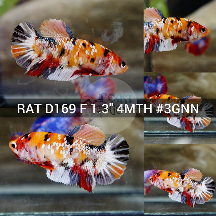 (RAT-D169)X Nemo Copper Multicolor Plakat Female Betta