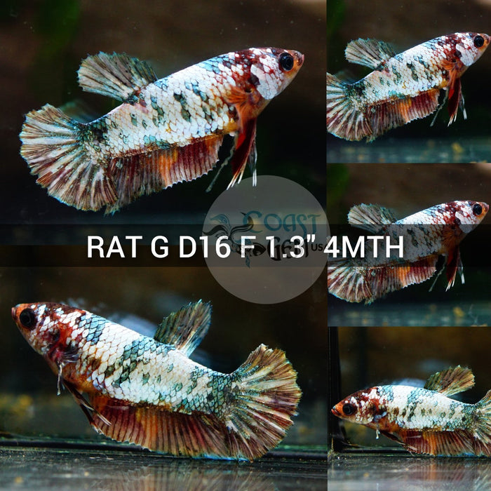 (RAT-D16) Copper Galaxy Plakat Female Betta