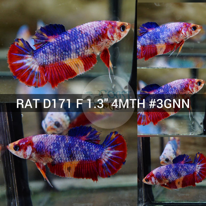 (RAT-D171) Nemo Pink Candy Plakat Female Betta