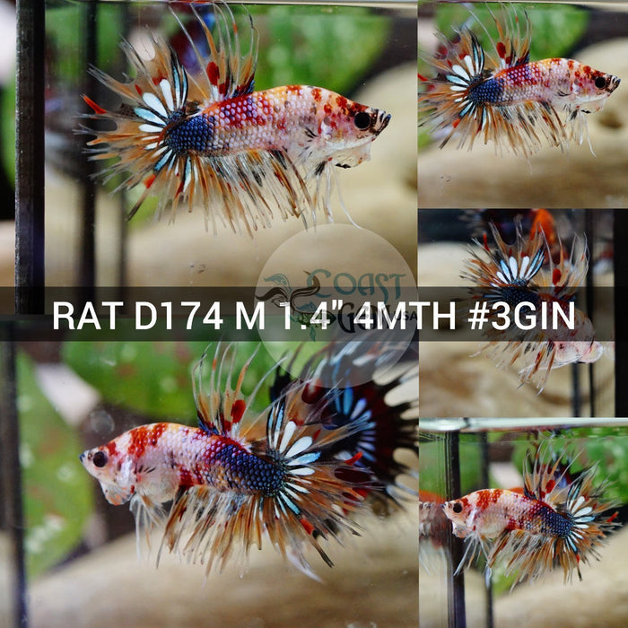 (RAT-D174) Nemo Galaxy Multicolor Crowntail Male Betta