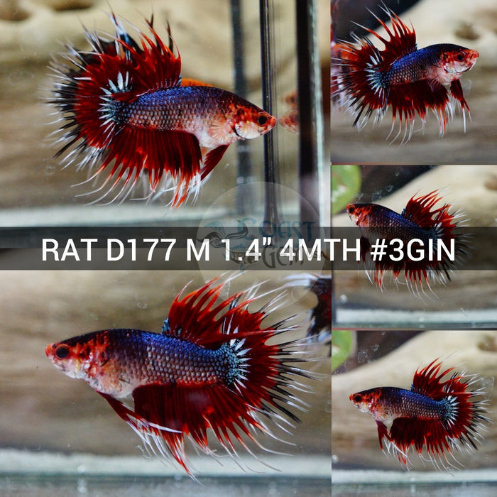 (RAT-D177) Red Hellboy Crowntail Male Betta