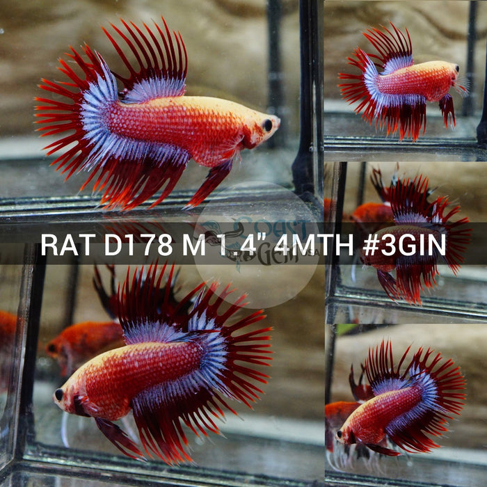 (RAT-D178) Red Fancy Mascot Crowntail Male Betta