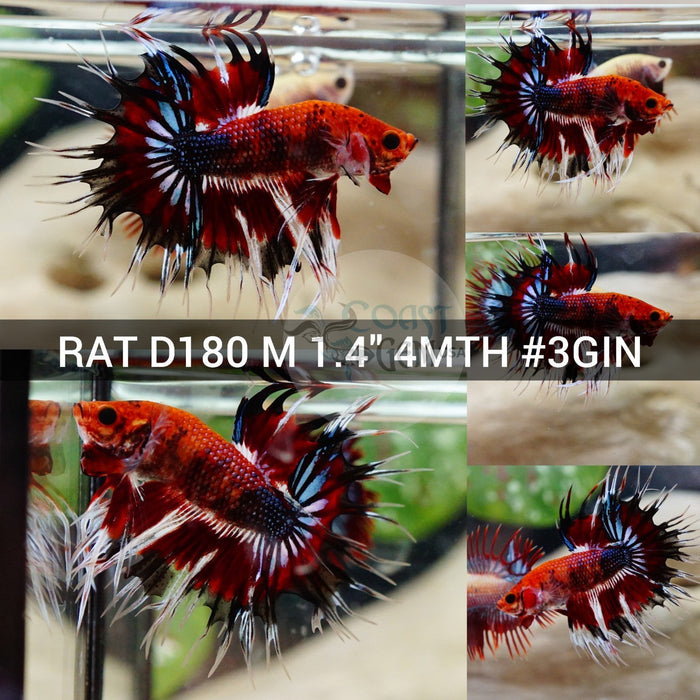 (RAT-D180) Hellboy Fancy Crowntail Male Betta