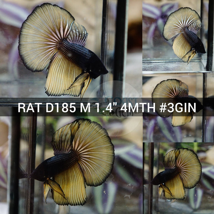 (RAT-D185) Copper Mustard Halfmoon Male Betta