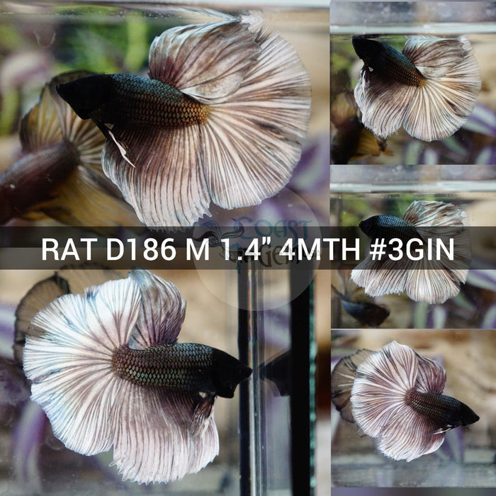 X(RAT-D186) Copper Black Halfmoon Male Betta
