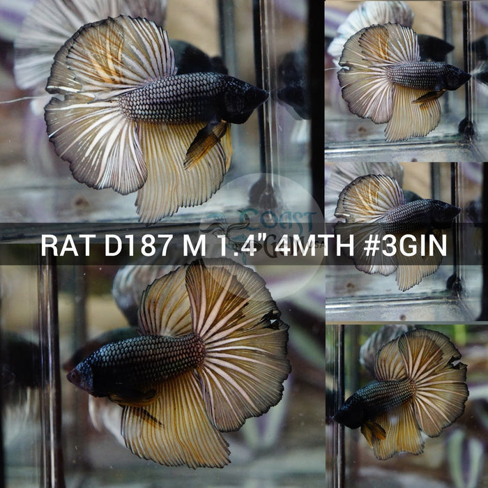 X(RAT-D187) Copper Mustard Halfmoon Male Betta