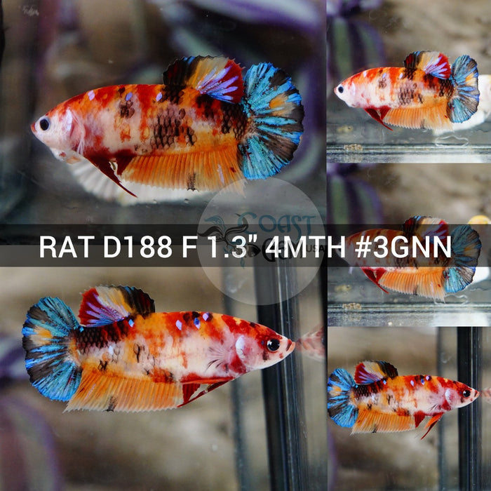 (RAT-D188) Nemo Galaxy Plakat Female Betta